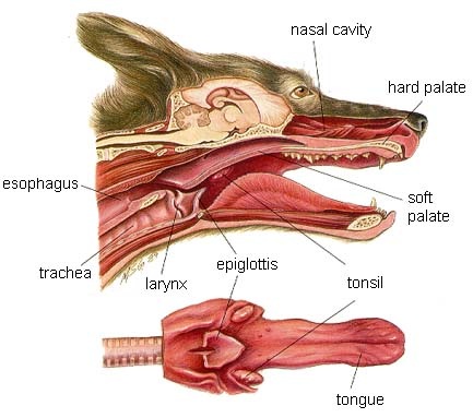 The Respiratory Systen - The Red Fox Resource